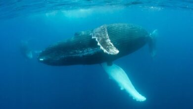 A Golden Chance to Protect the Pacific’s ‘Blue Corridors’