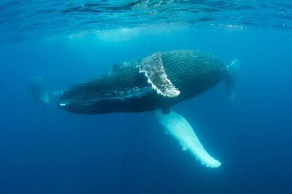 Una oportunidad de oro para proteger el “Corredor Azul” del Pacífico – 1 A Golden Chance to Protect the Pacific’s ‘Blue Corridors’