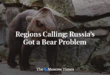 Llamamiento regional Rusia se enfrenta al problema de los osos
