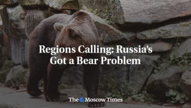 Llamamiento regional: Rusia se enfrenta al problema de los osos 1 Llamamiento regional Rusia se enfrenta al problema de los osos